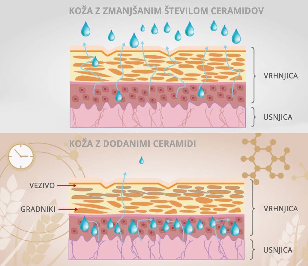 Delovanje kolagena UP