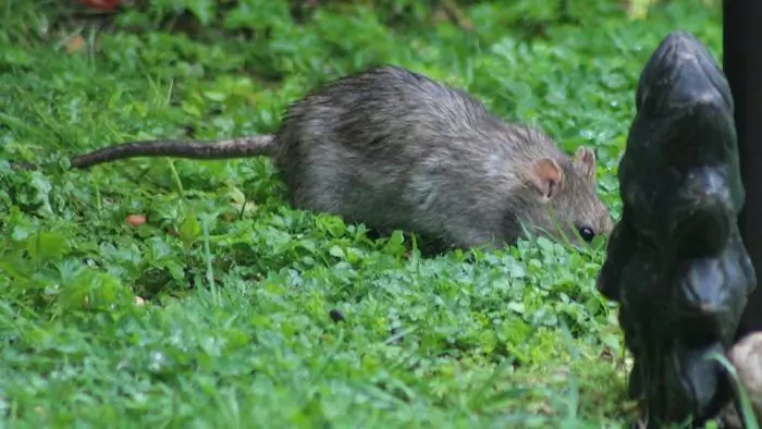 Miši in podgane so nevarni škodljivci
