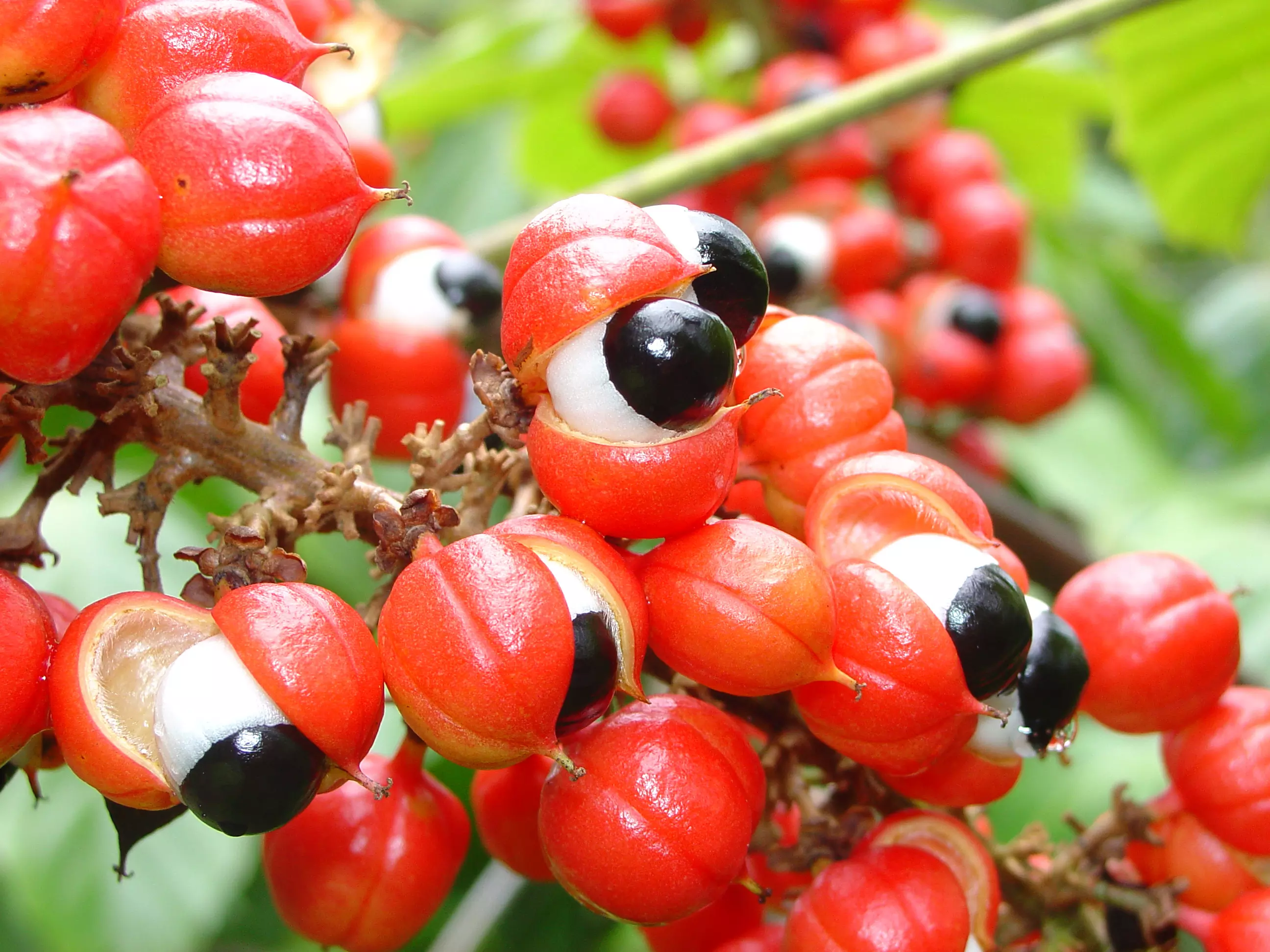 Guarana in njena uporaba