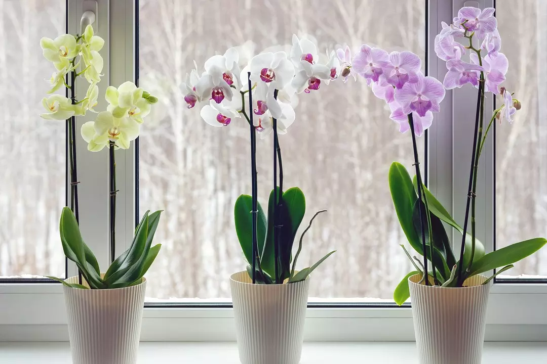 Nega in vzgoja orhidej