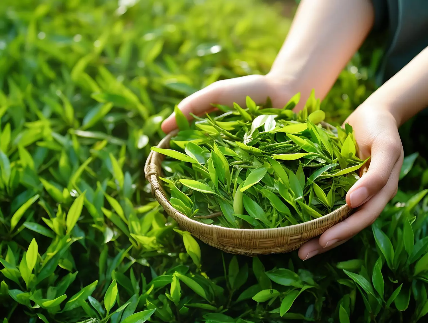 Stevia je sladek dar narave