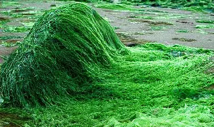 Za katere namene je uporaba spiruline dobra