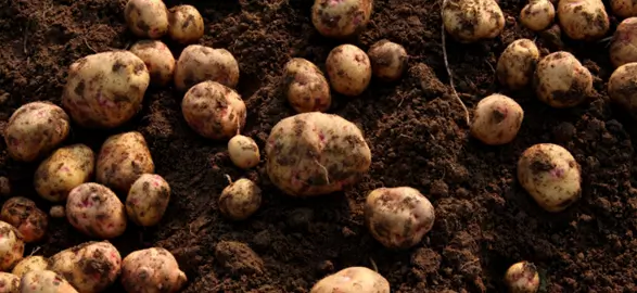 Kako do domačega krompirja brez kemikalij in umetnih gnojil