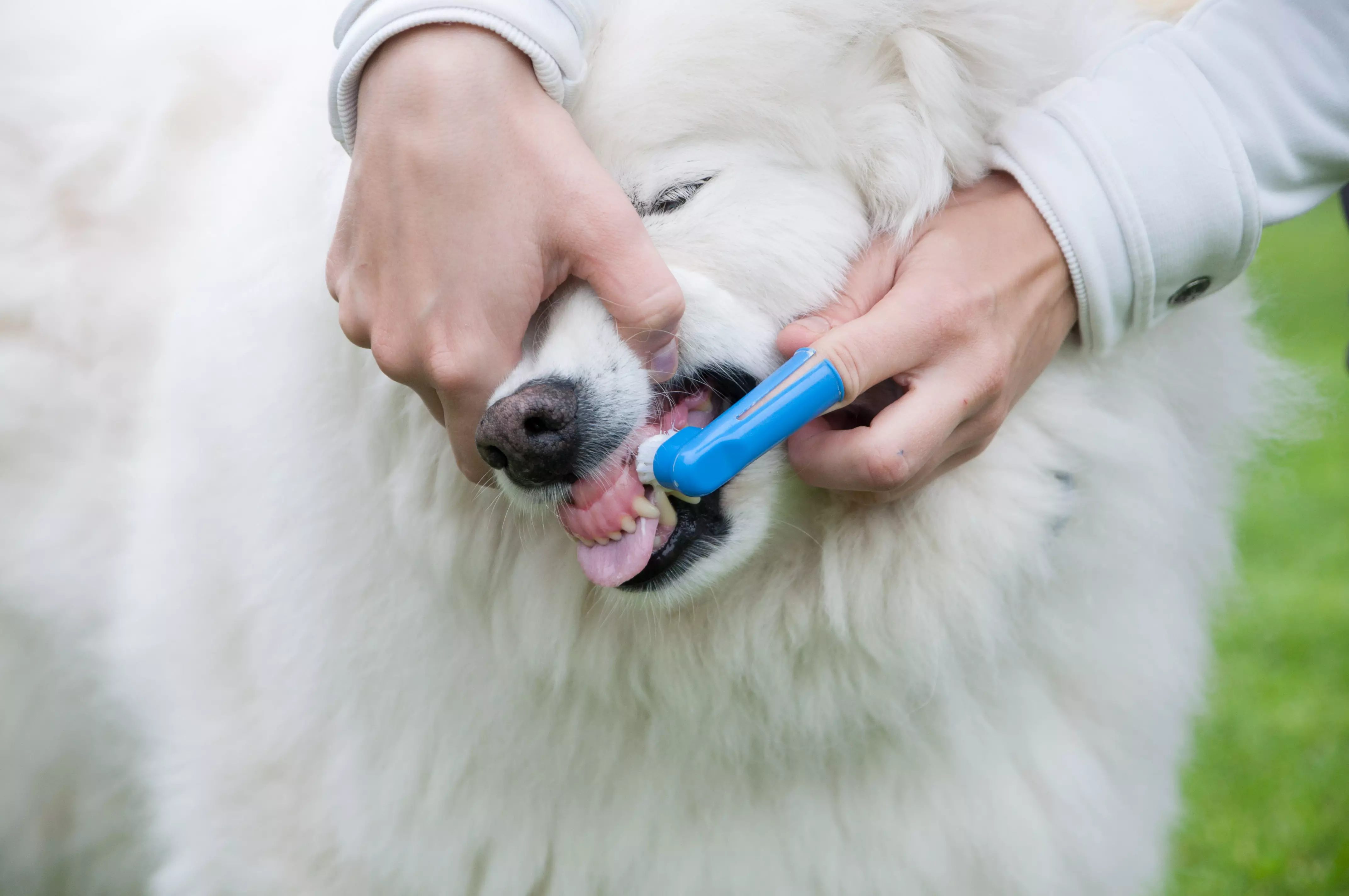 Zakaj je treba tudi psom čistiti zobe?