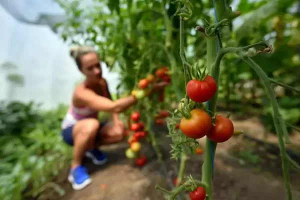 Je integrirana pridelava naravi prijazna? 