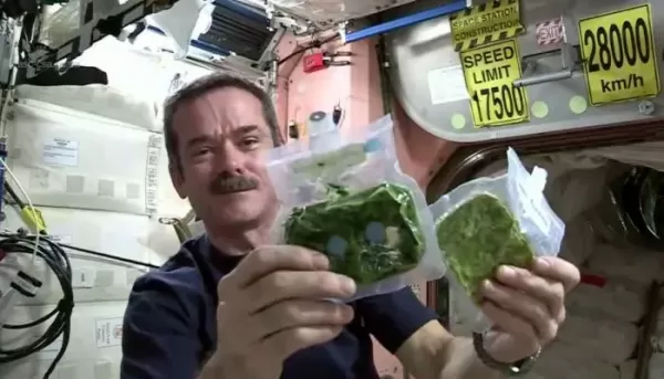 S spirulino se prehranjujejo tudi astronavti v vesolju