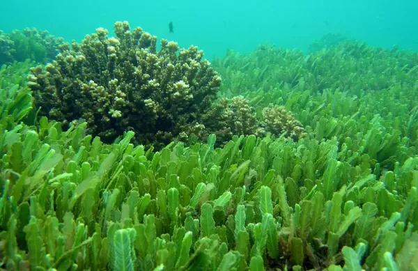 Svet alg