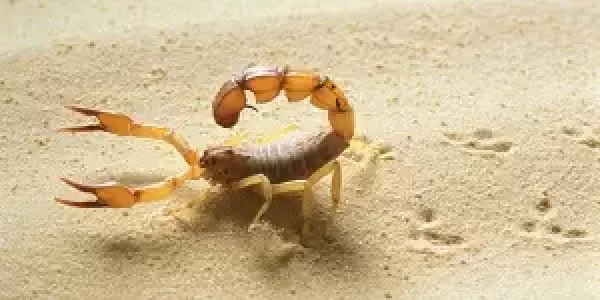 Kaj narediti, če te piči škorpijon oz. česa ne smeš pozabiti, ko se odpravljaš na morje