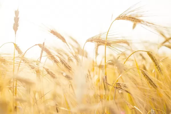 Pira – starodavna sorta pšenice, ki osvaja svet