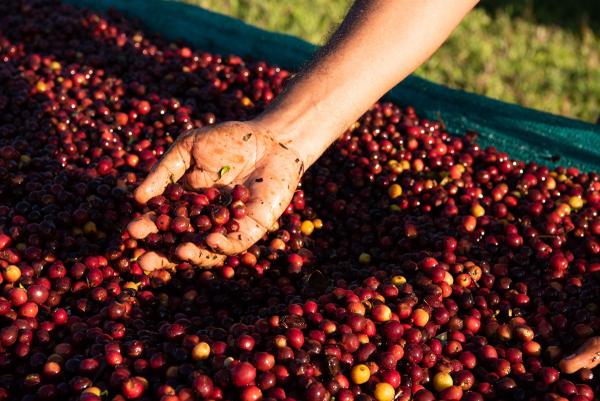 Fotografija Specialty kava z vulkanskih pobočij Paname