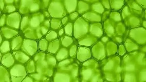 Zelena molekula zdravja - naj telo zadiha od znotraj