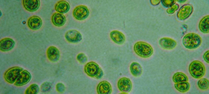 Chlorella