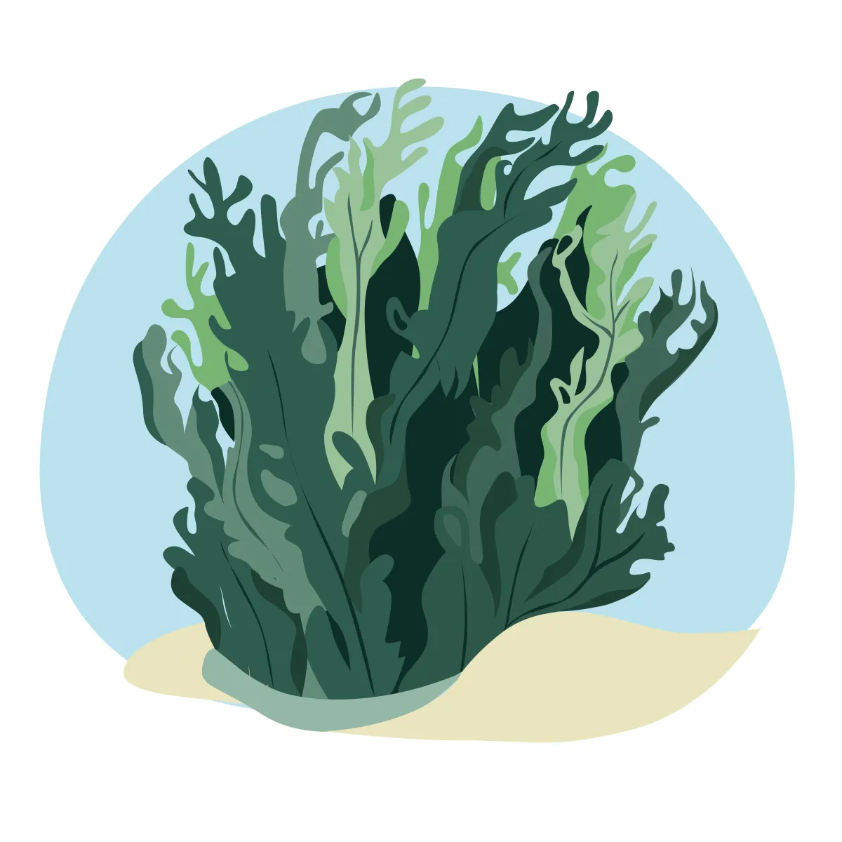 Morska salata Ulva lactuca